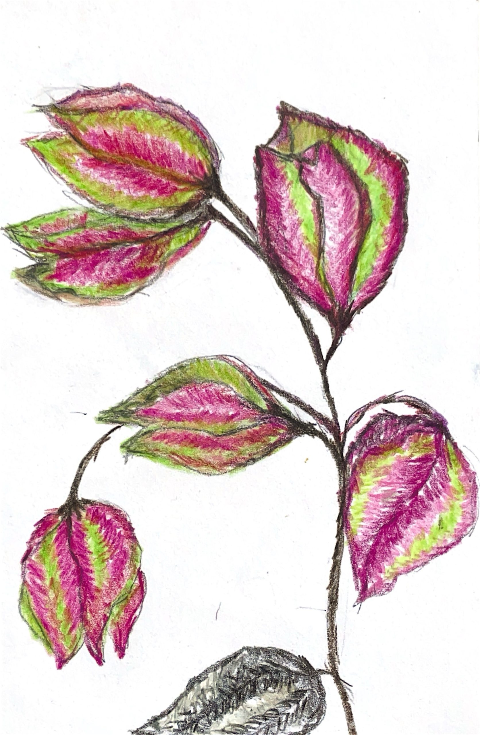 גלויה מספר 1199