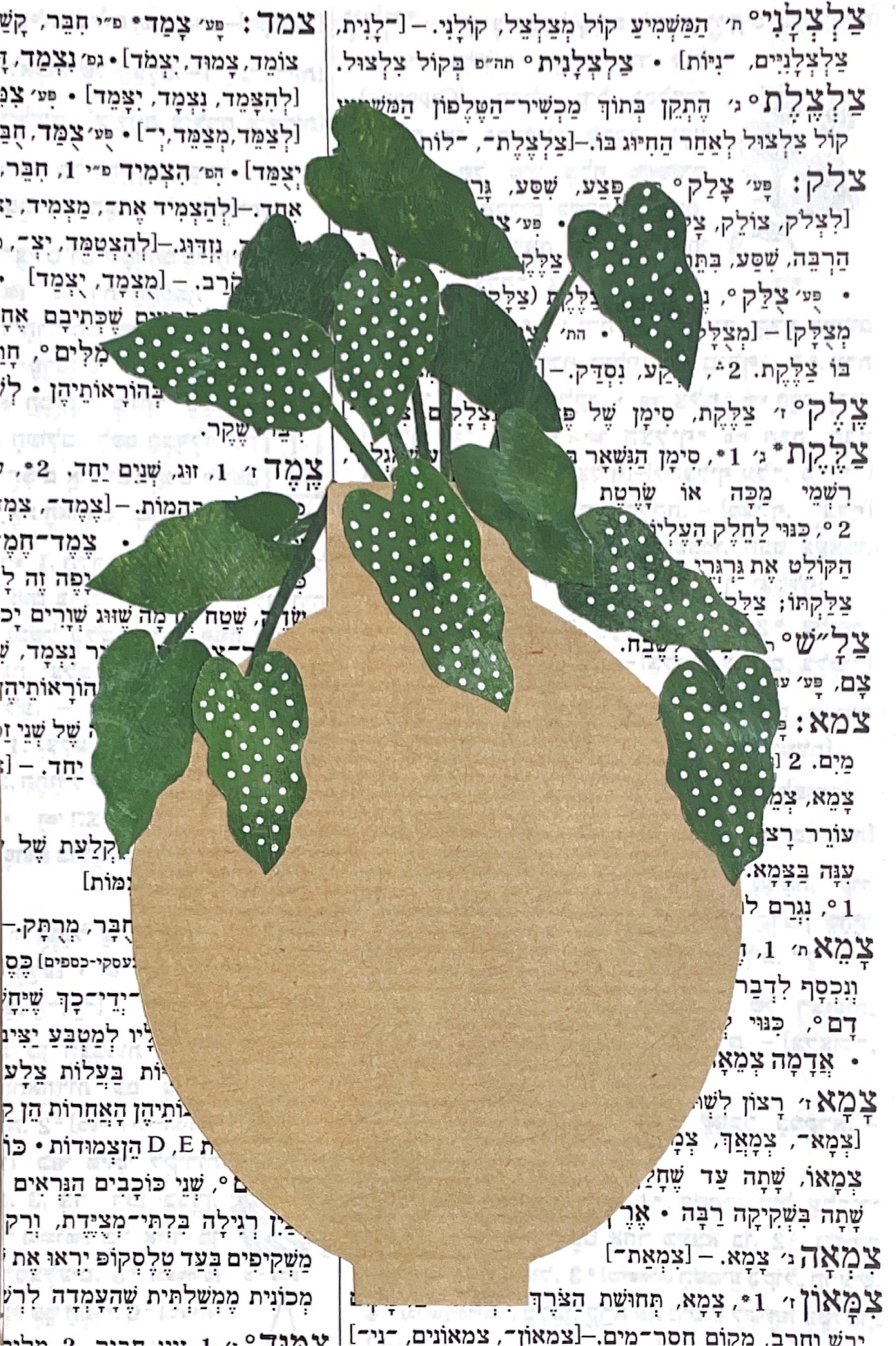 גלויה מספר 305